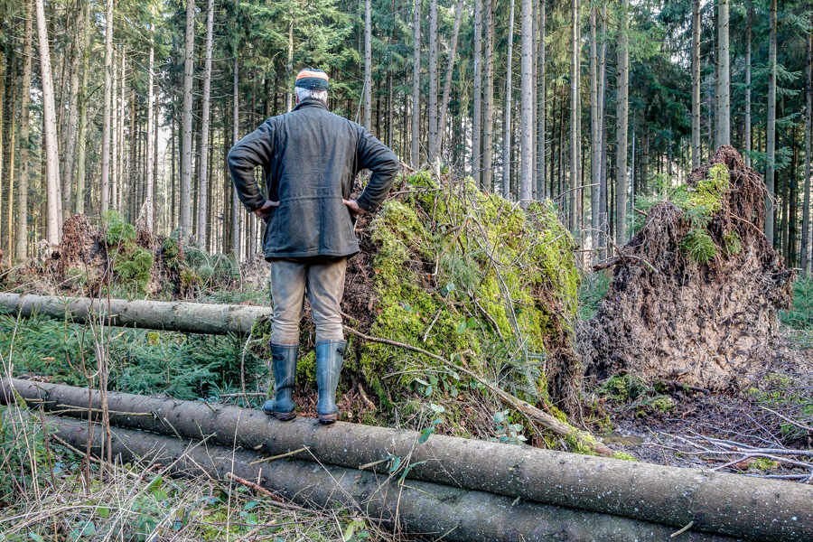 Umwelt- und Klimaschutz: Verzögerungen bei Beseitigung von Sturm- und Dürreschäden
